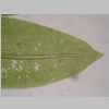 Leaf Apex 20er 01.jpg